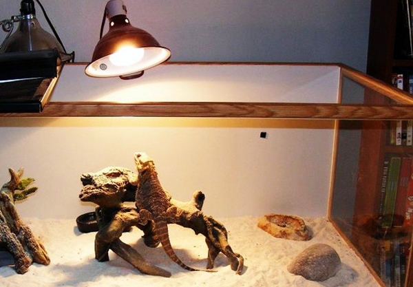 starter-kit-for-bearded-dragon-lighting-and-heating.jpg