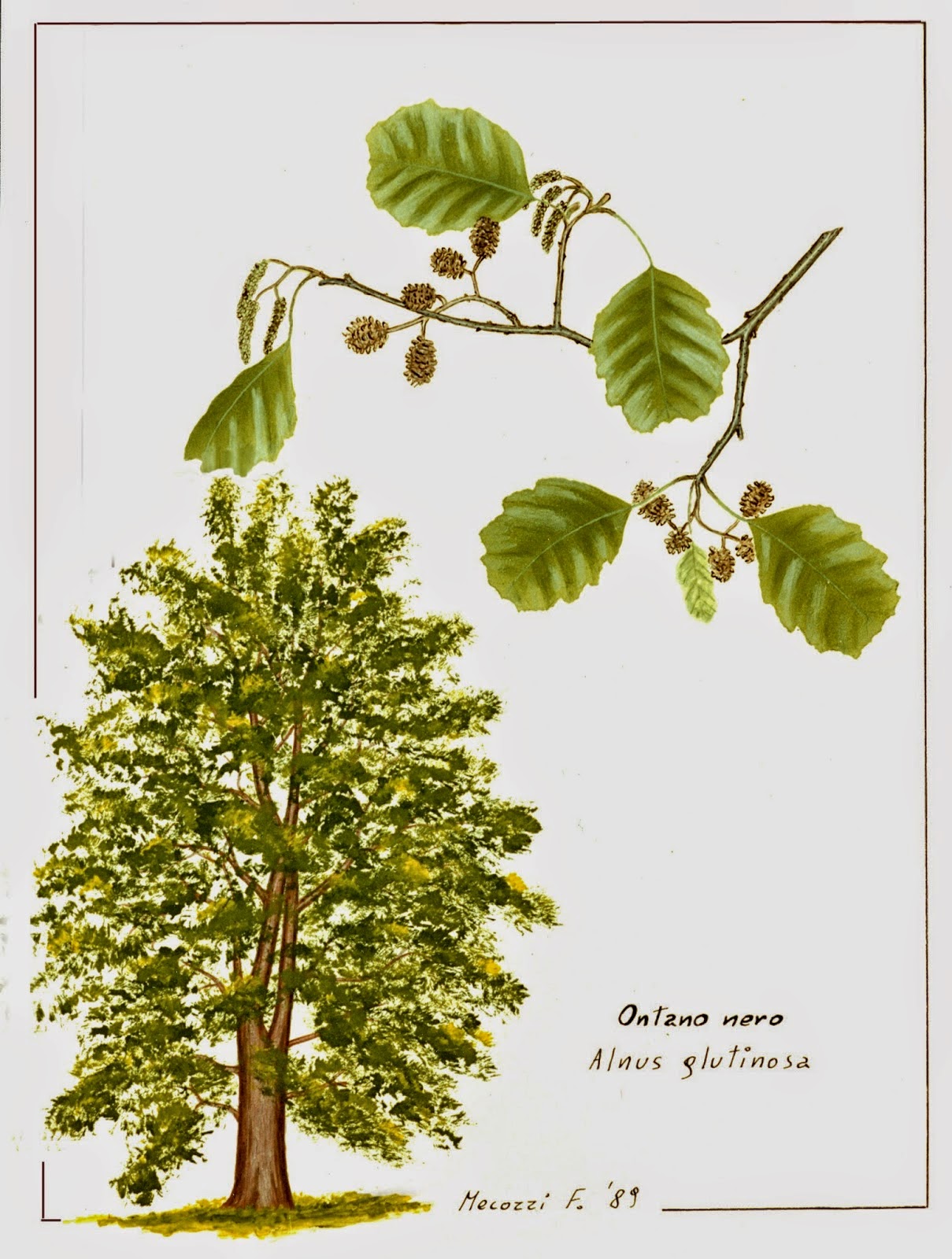 Erbario Pittorico Larice, Ontano Nero, Orniello, Olmo Campestre