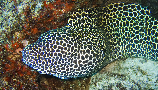 Reisetageblog: Schön schnorcheln: Unterwasser-Träume vor ... moray eel diagram 