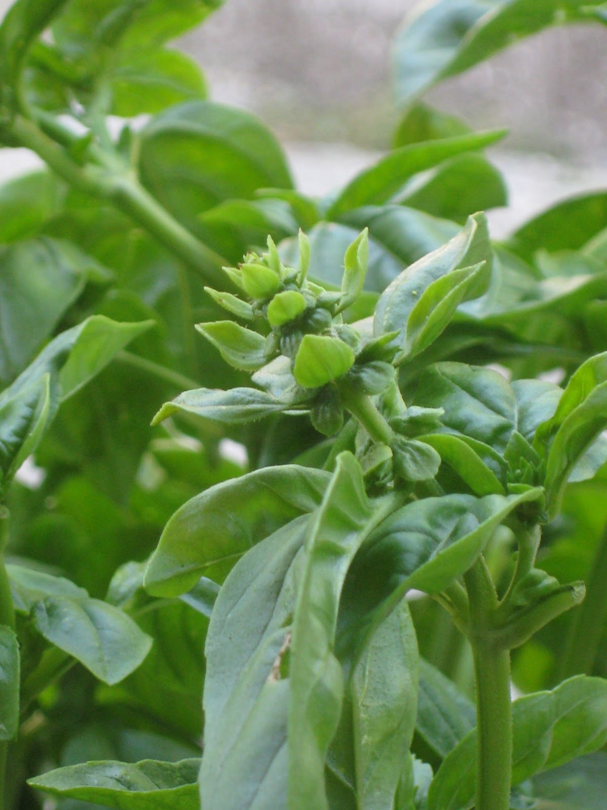 A Little Closer to Nature When Basil Bolts