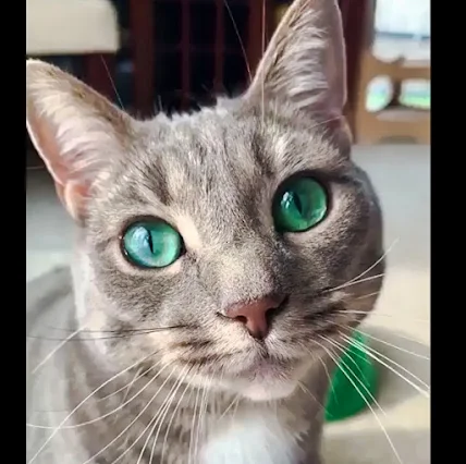 Tabby cat with bright emerald eyes