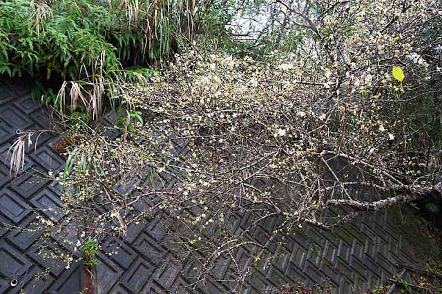 Plum blossoms against a concrete retaining wall