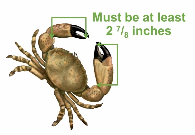 Dublinia Can I harvest two claws from a stone crab?