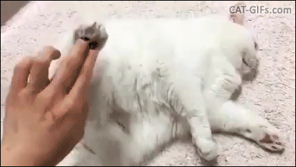 Cat gone wild (Don't shake my hind legs!) • Cat GIF site