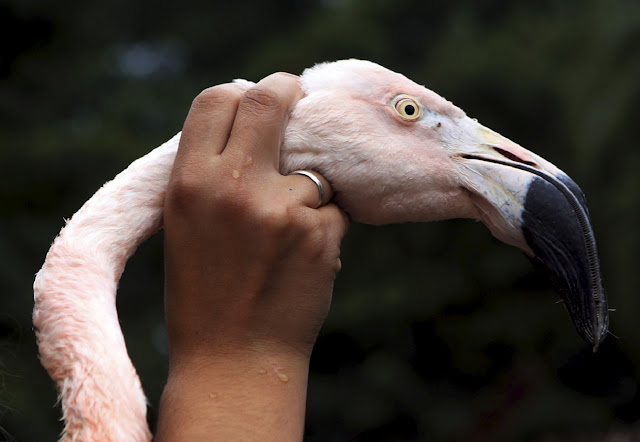 Розовый фламинго выздоравливает после операции