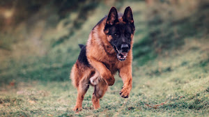 German Shepherd Forum: Where I'm Looking? You Should Know!