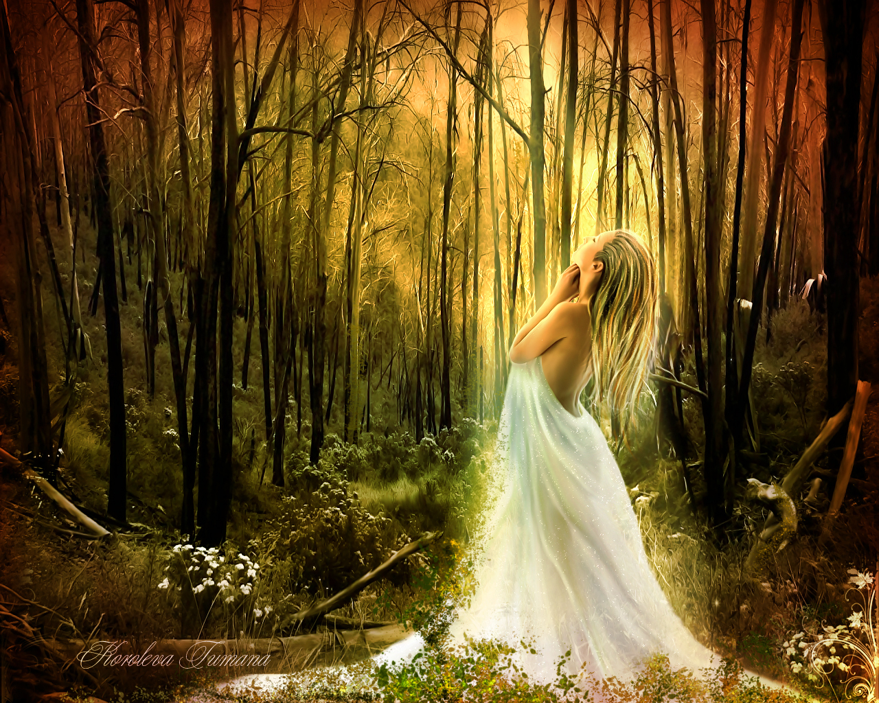 Forest Fairies Forest Fairies