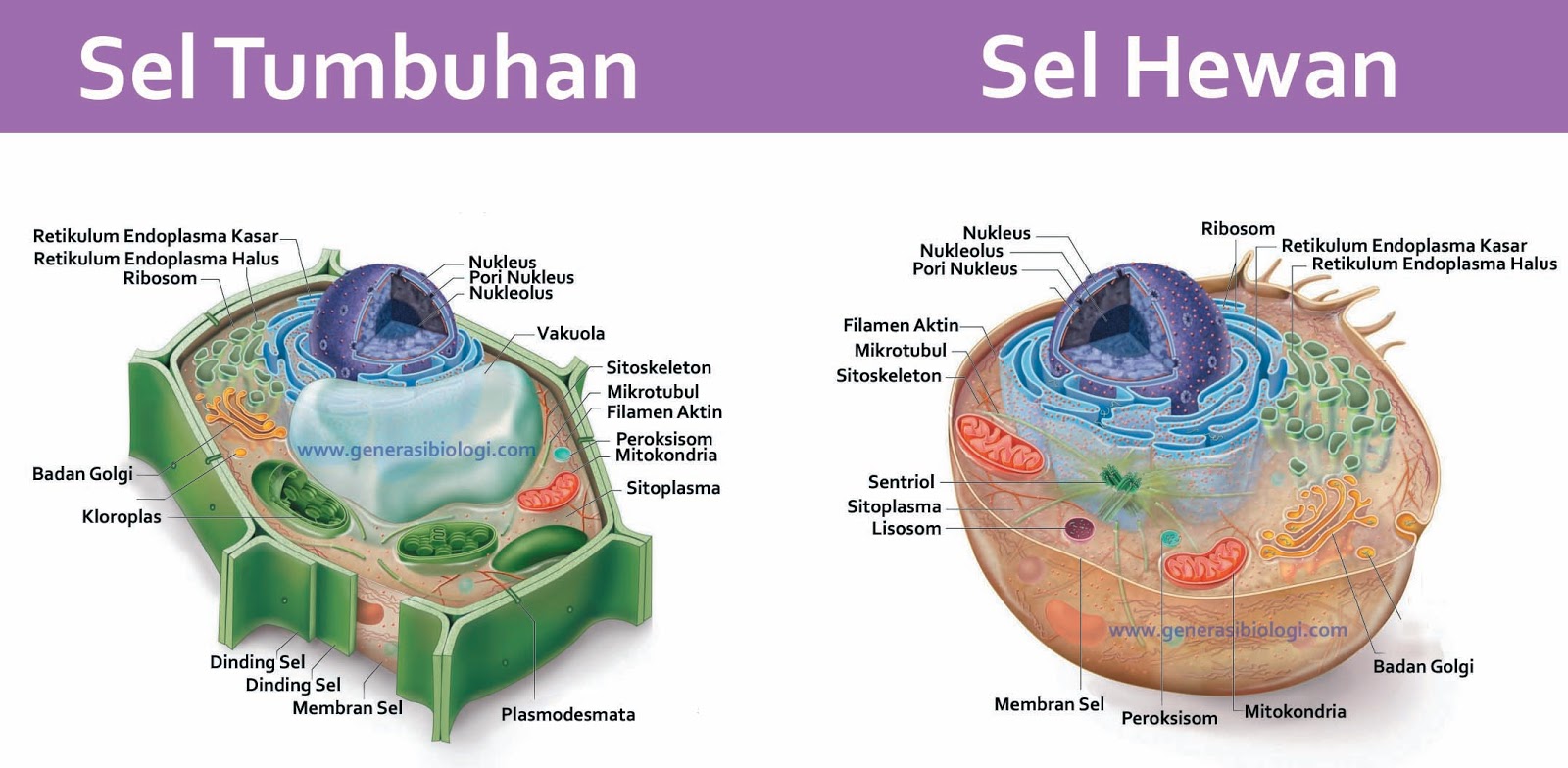 Bagaimana bentuk sel hewan dan sel tumbuhan berdasarkan struktur penyusunnya