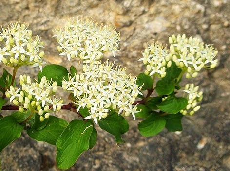 Cornejo (Cornus sanguínea) flor silvestre blanca