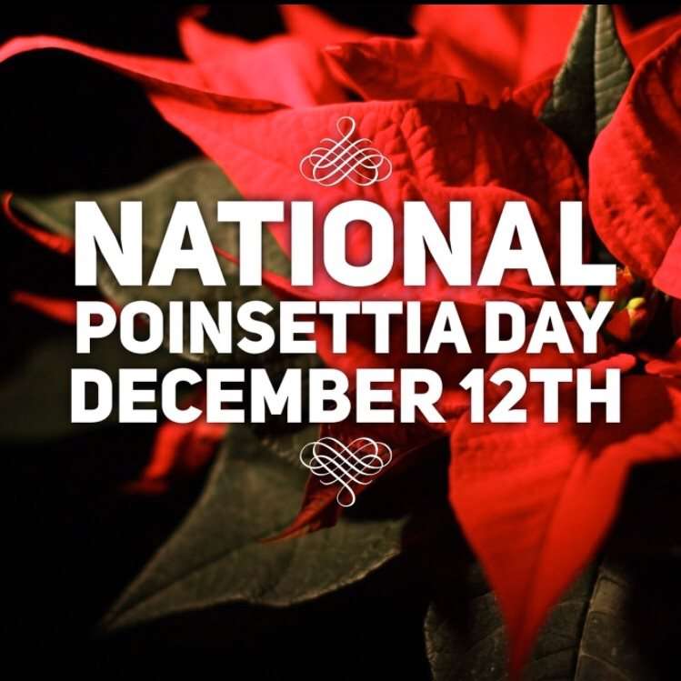National Poinsettia Day Wishes Photos