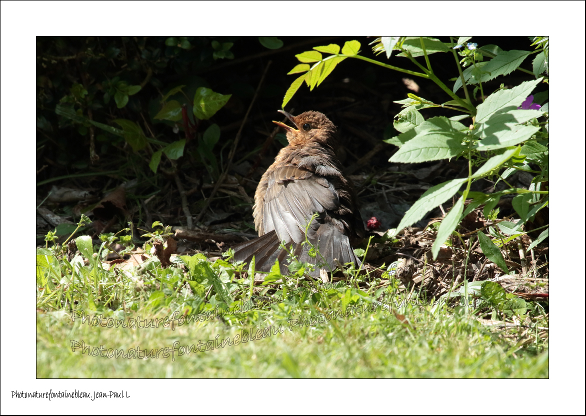 Le bain de fourmis une pratique surprenante. 2016 038