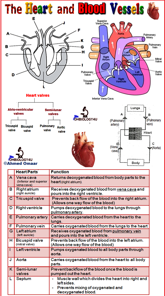 Structure of the Heart and Functions