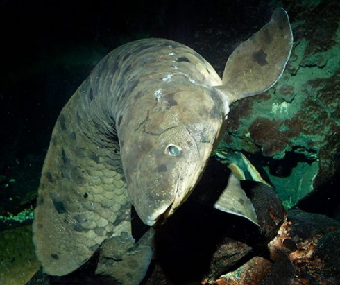 australian lungfish granddad dead