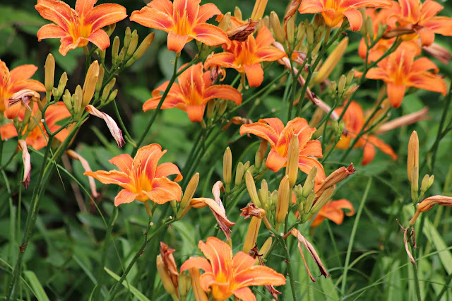 wild daylilies