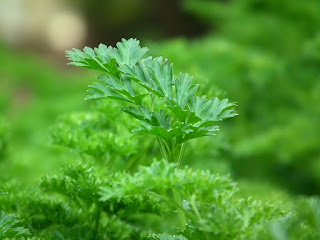 gren parsley