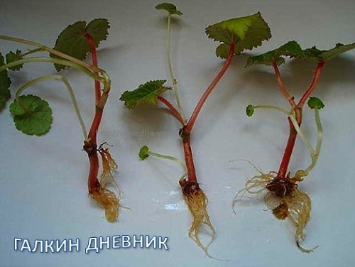 Бегония клубневая. Комнатные растения. Черенкование.