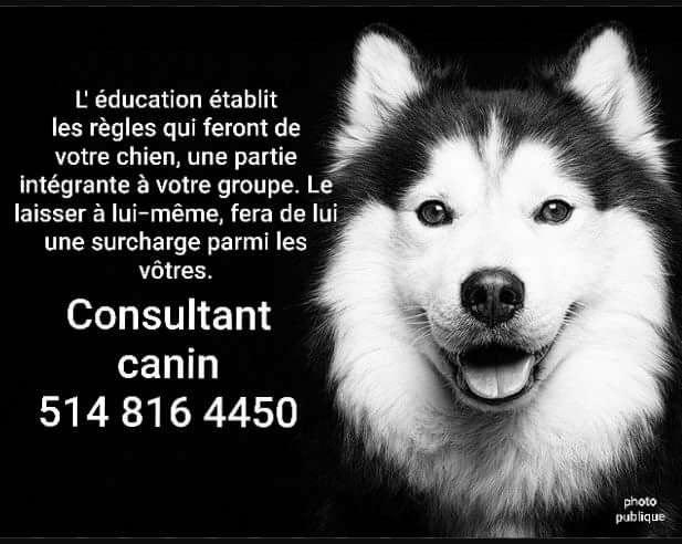 Consultant canin