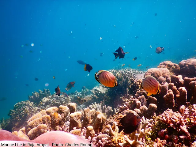 marine life in coral reef