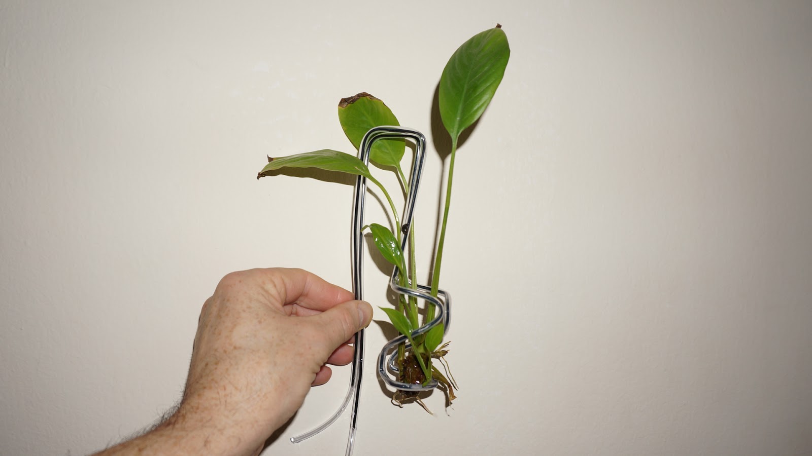 Random Bits Aquarium plant holder of wire hanger