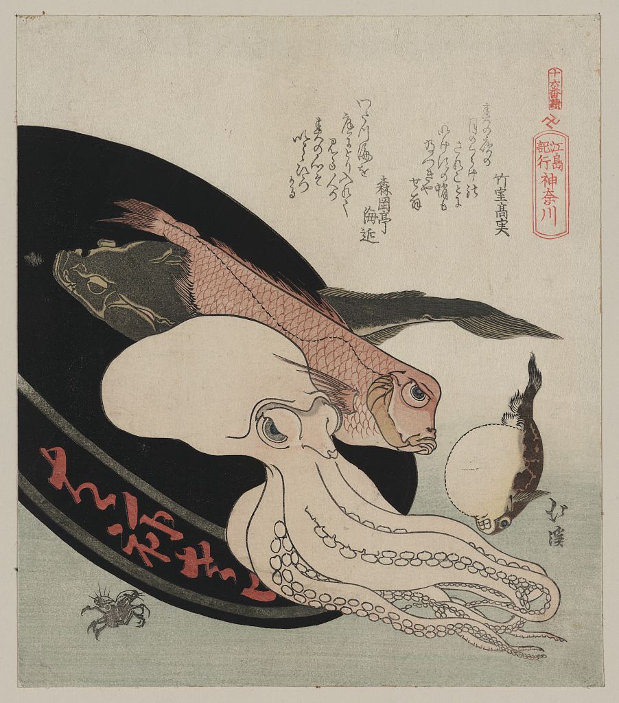 The Octopus image