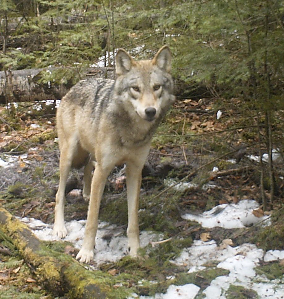 Nice photo of a young timber wolf near camp.