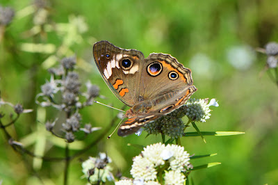 Mountain Mint, A Top Pollinator Plant