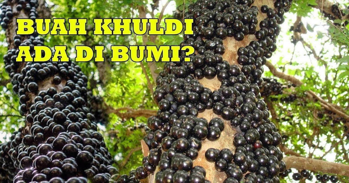 Buah khuldi