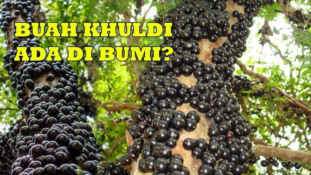 Wujud Dan Bentuk Buah Khuldi Tarahap