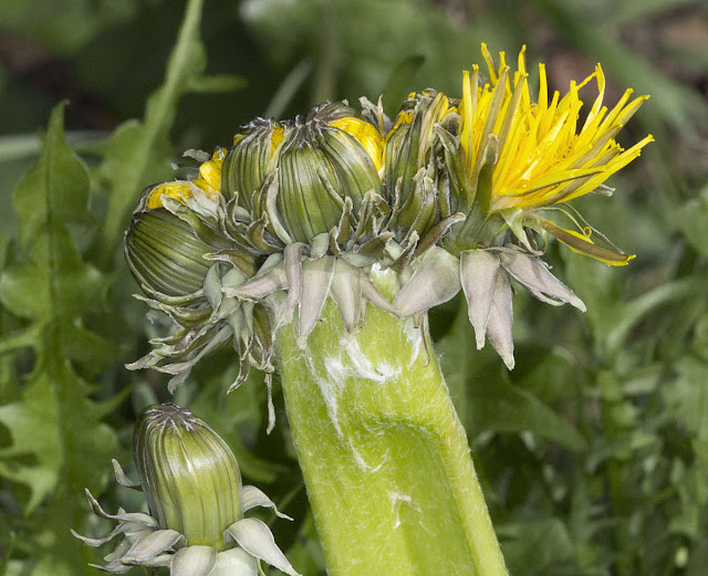 Fasciated (cristate) Dandelion, Taraxacum officinale.  Nashenden Down Nature Reserve, 14 April 2012.