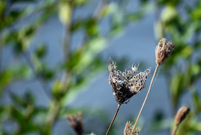 Seeds by Cedar Lake
