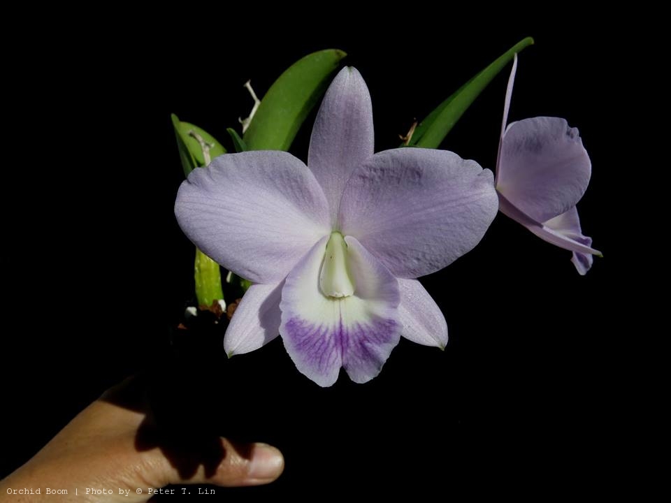 Orchid Boom World of orchids Lc. Lake Tahoe 'Blue Lake' HCC/AOS