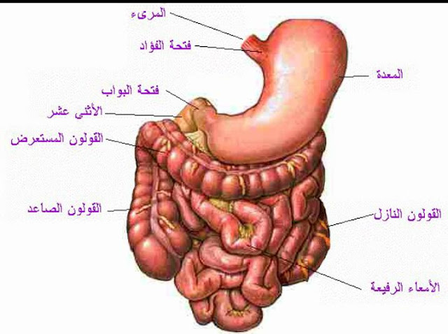 أسباب الإصابة بسرطان المعدة أسباب الإصابة بسرطان المعدة