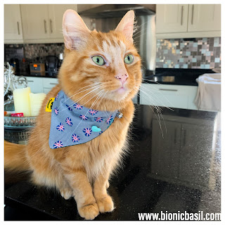 Fudge's new bandana ©BionicBasil® The Pet Parade 340