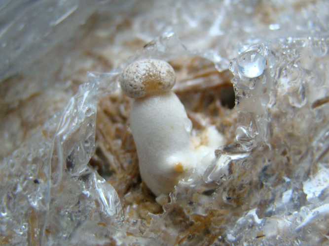 Setas y Recetas Pleurotus eryngii