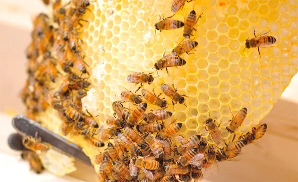 Kerala, Health, Lifestyle & Fashion, News, Health Benefits of Honey