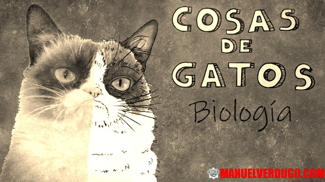 Características de los gatos