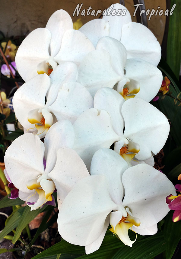 Naturaleza Tropical Todo lo que debes saber para cultivar Orquídeas