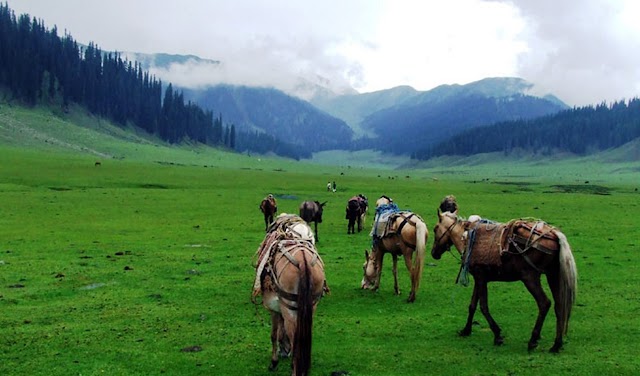 Unknown Majestic Bangus Valley of Kashmir