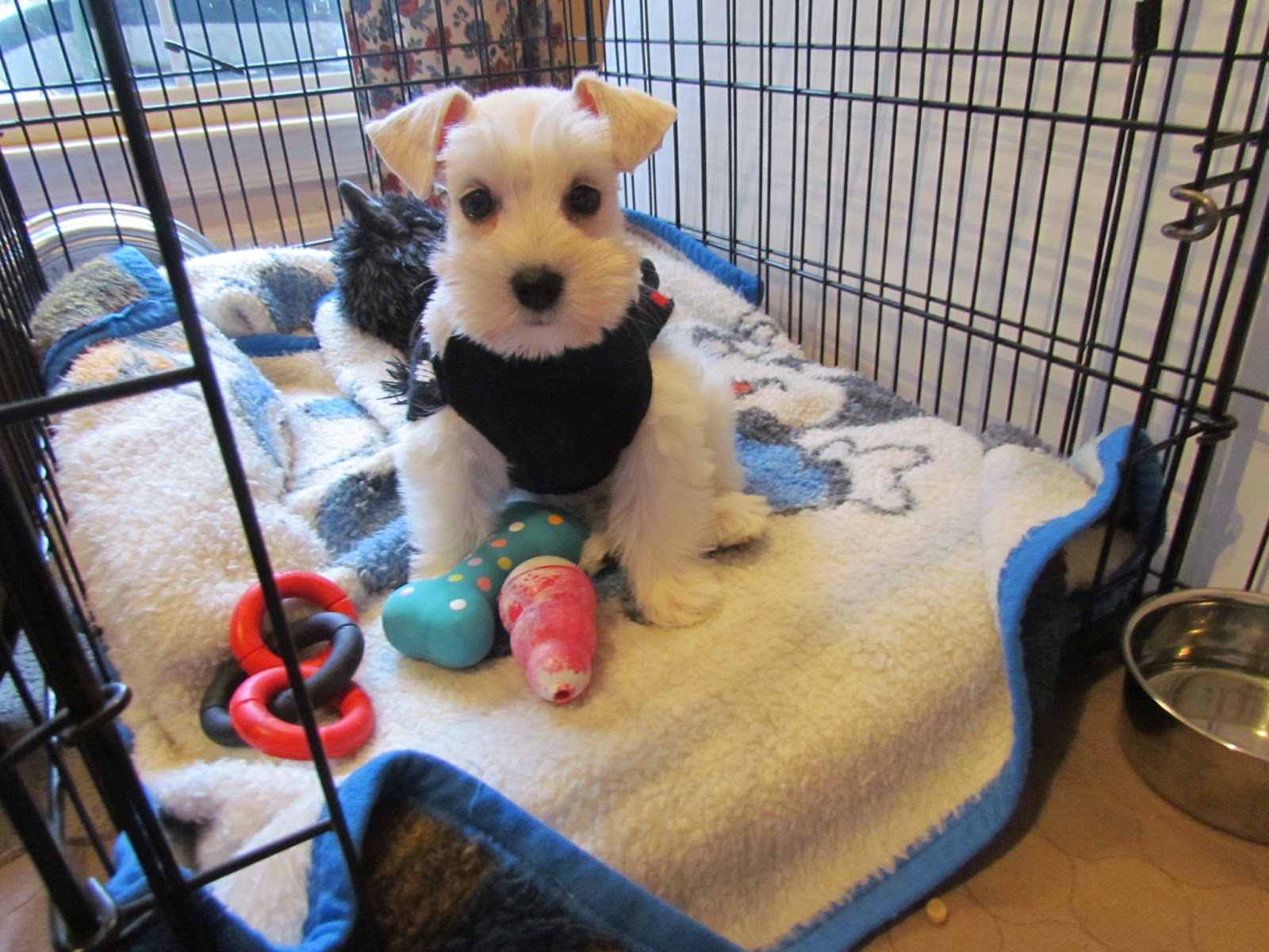 Growing Puppies - Virginia Schnoodle Breeder --Hypoallergenic Dogs: Our  Miniature Schnauzer Puppy - 8 weeks