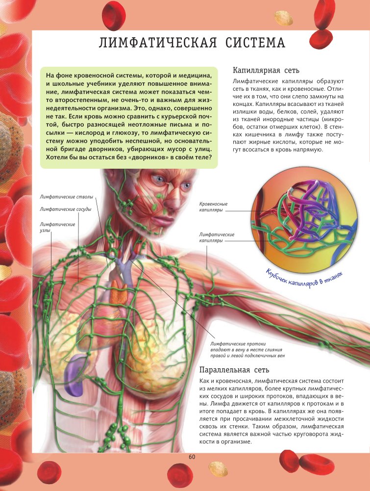 Лимфа включает. Лимфатическая система тела человека. Лимфа система человека схема. Кровеносная и лимфатическая системы. Строение кровеносной и лимфатической системы человека.