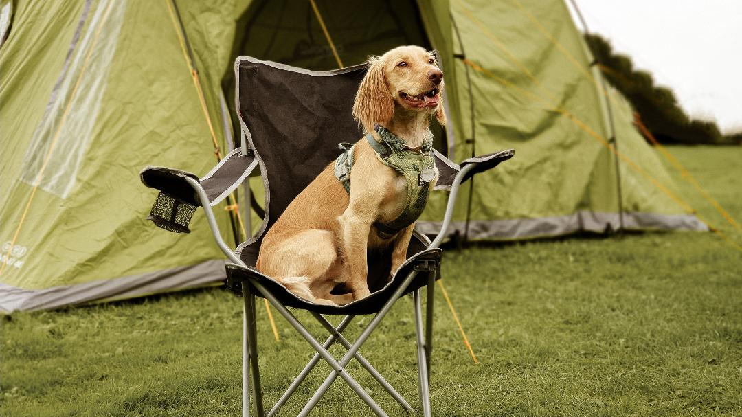 Dog Lovers Festival Murphy the Magnificent