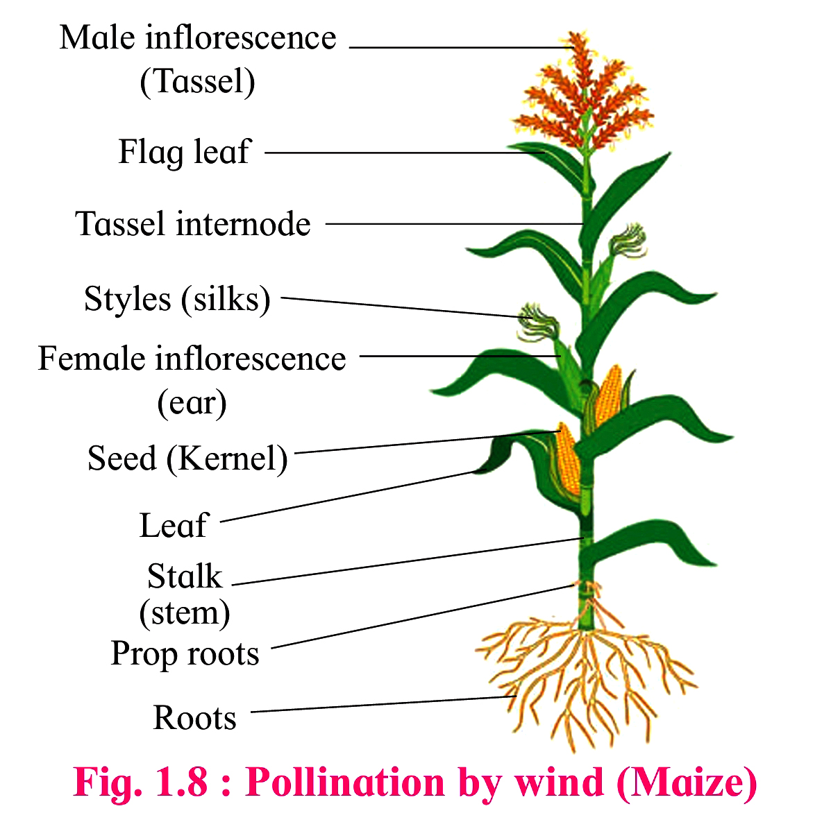 Parts Of A Corn Plant Brainy Breeze