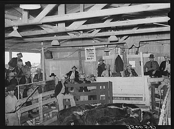 Marti's Musings: Cattle Auction