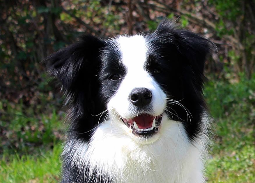 W. W. Itsy Bitsy Kennel Border collie female