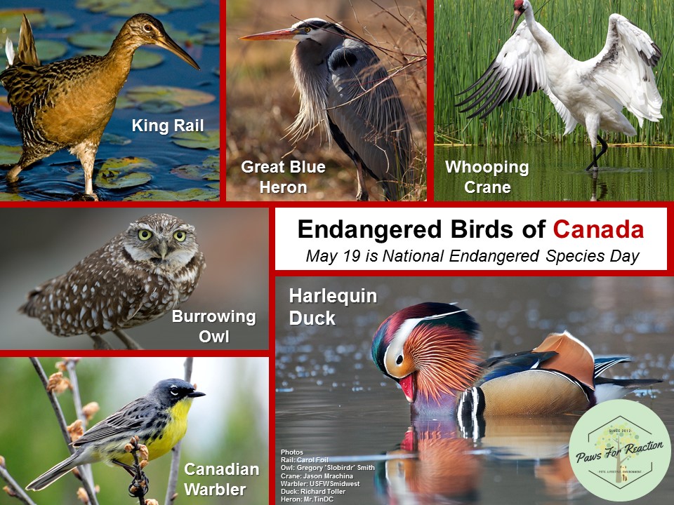 Paws for Reaction: #NationalEndangeredSpeciesDay #May19 #Endangered #