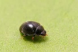 Araña amarilla (Tetranychu urticae) | Insectos en mi huerto