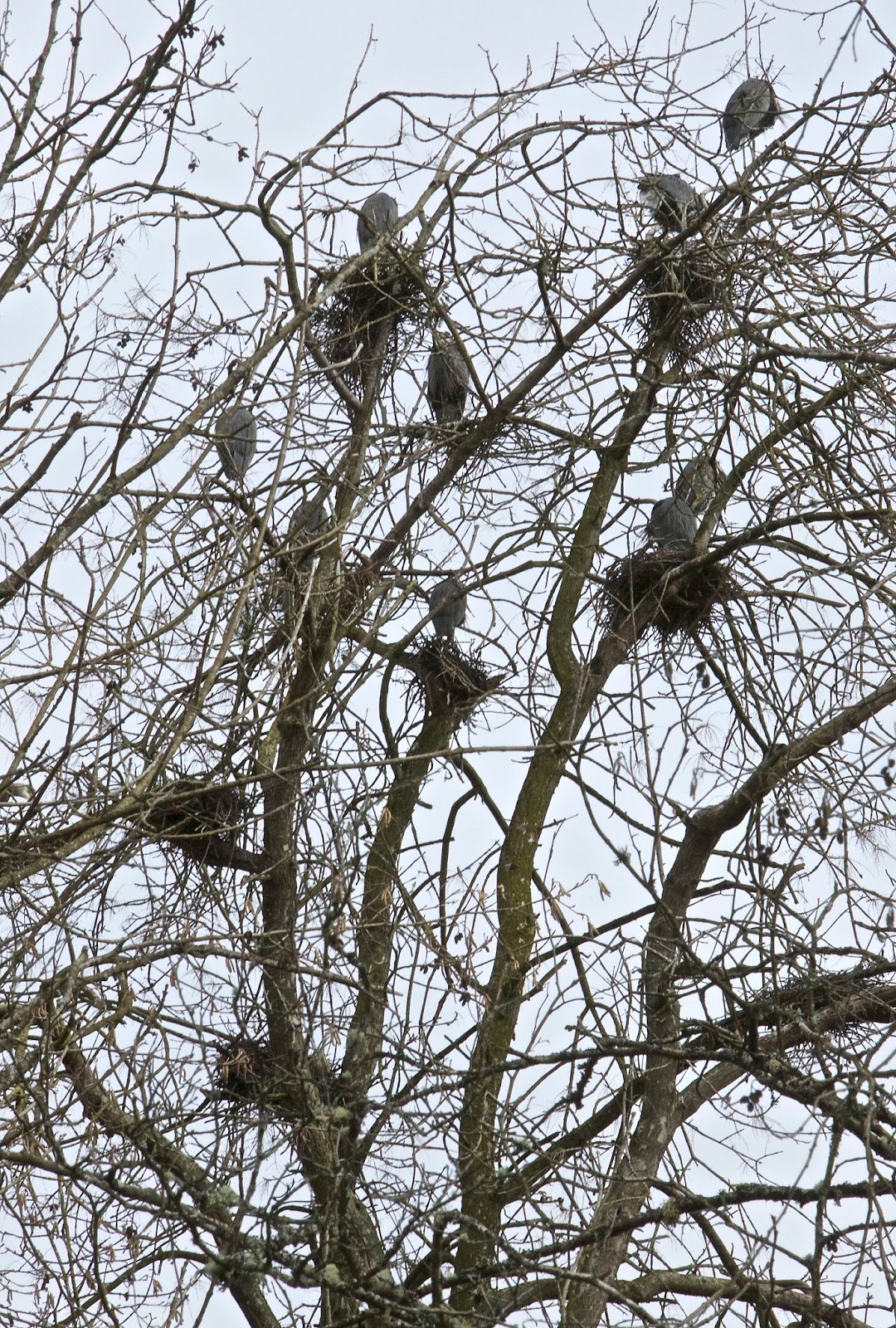 Shoreline Area News: Herons have returned to Kenmore rookery