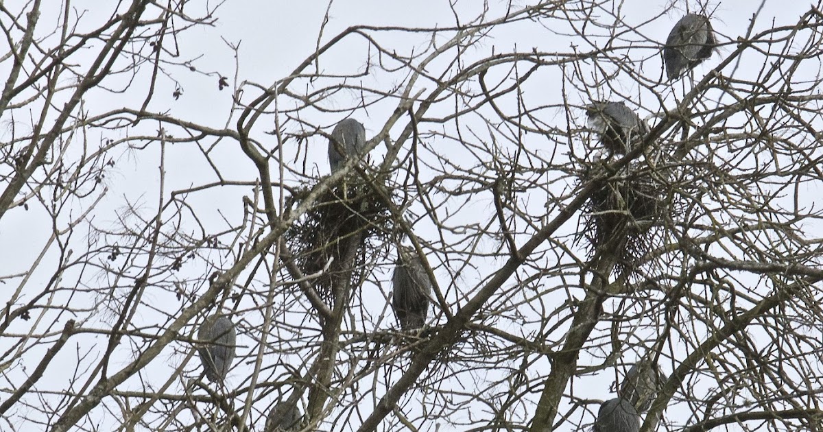Shoreline Area News Herons have returned to Kenmore rookery