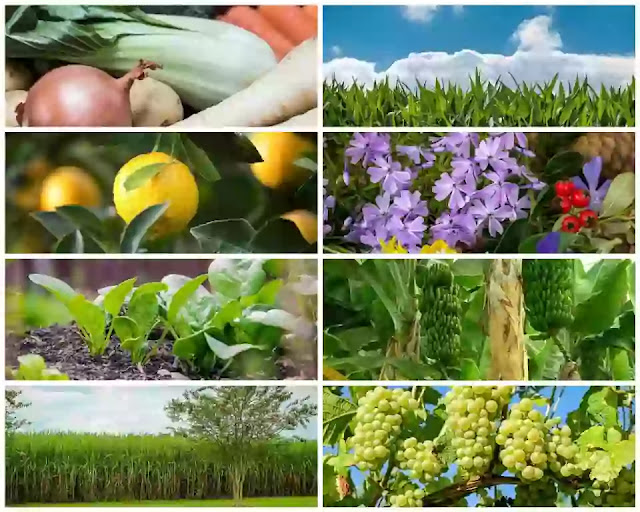 Understand Mixed cropping, Model for 1 acre land, investment, profit