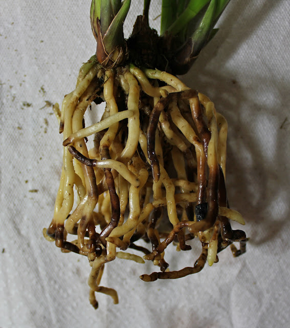 Maria's Orchids Repotting Cymbidium Kusuda Shining X Douglas Dillon